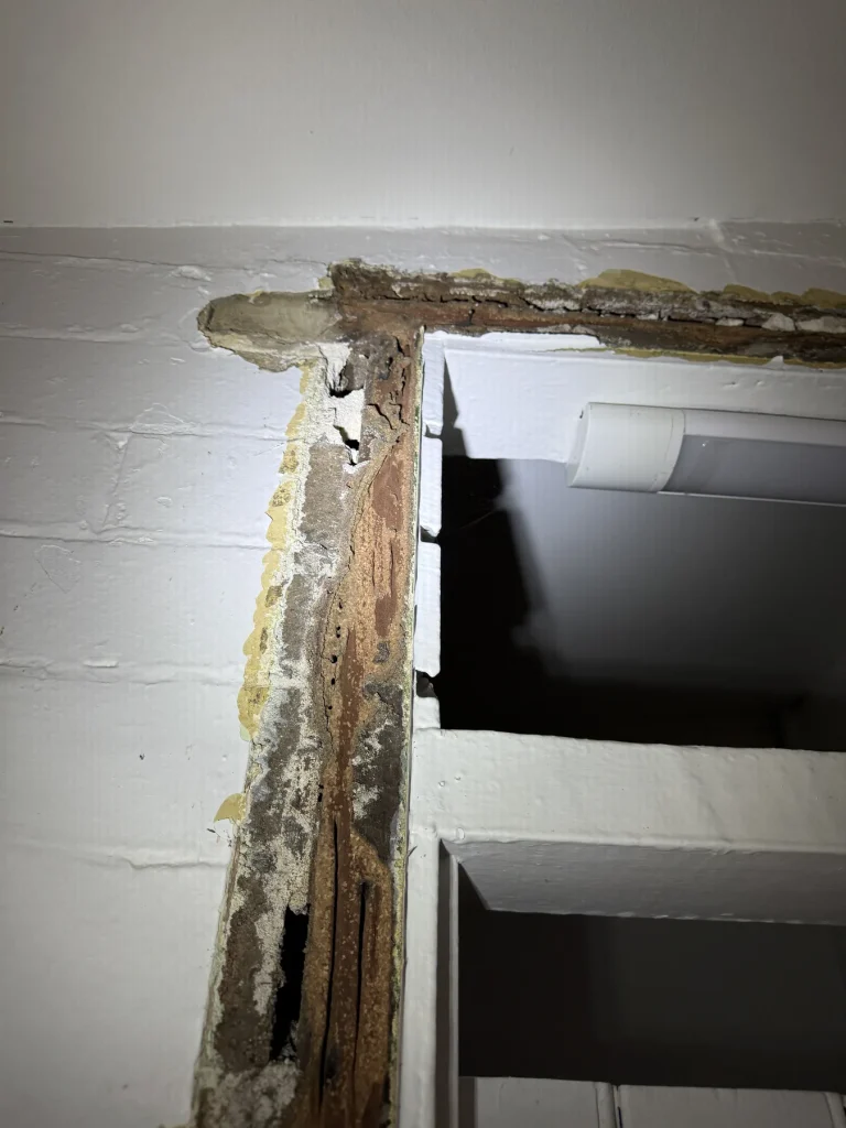 Additional view of termite damage within a timber door frame