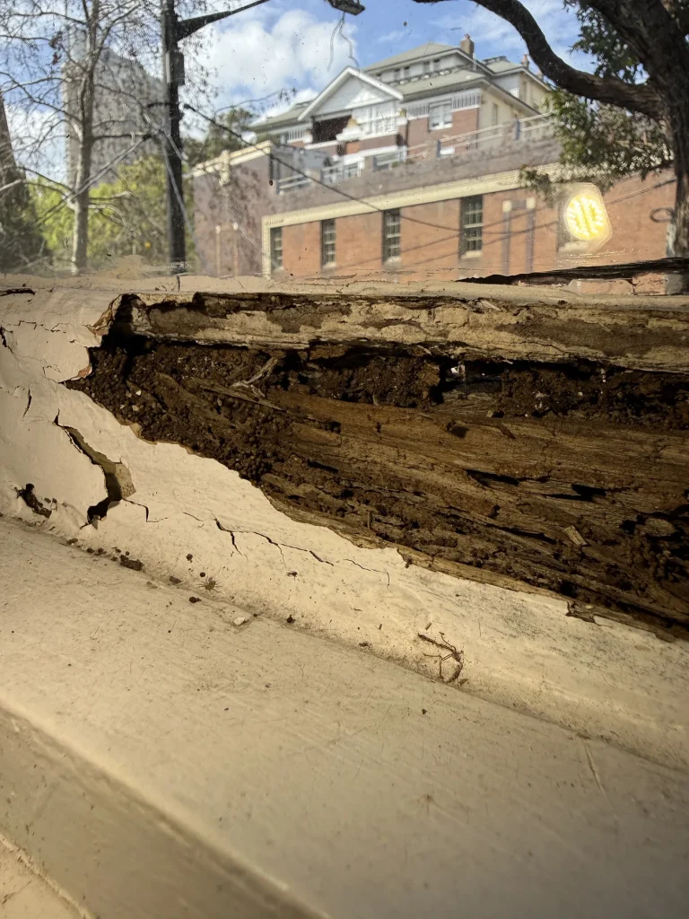 Extensive decay and galleries exposed in a timber wall frame