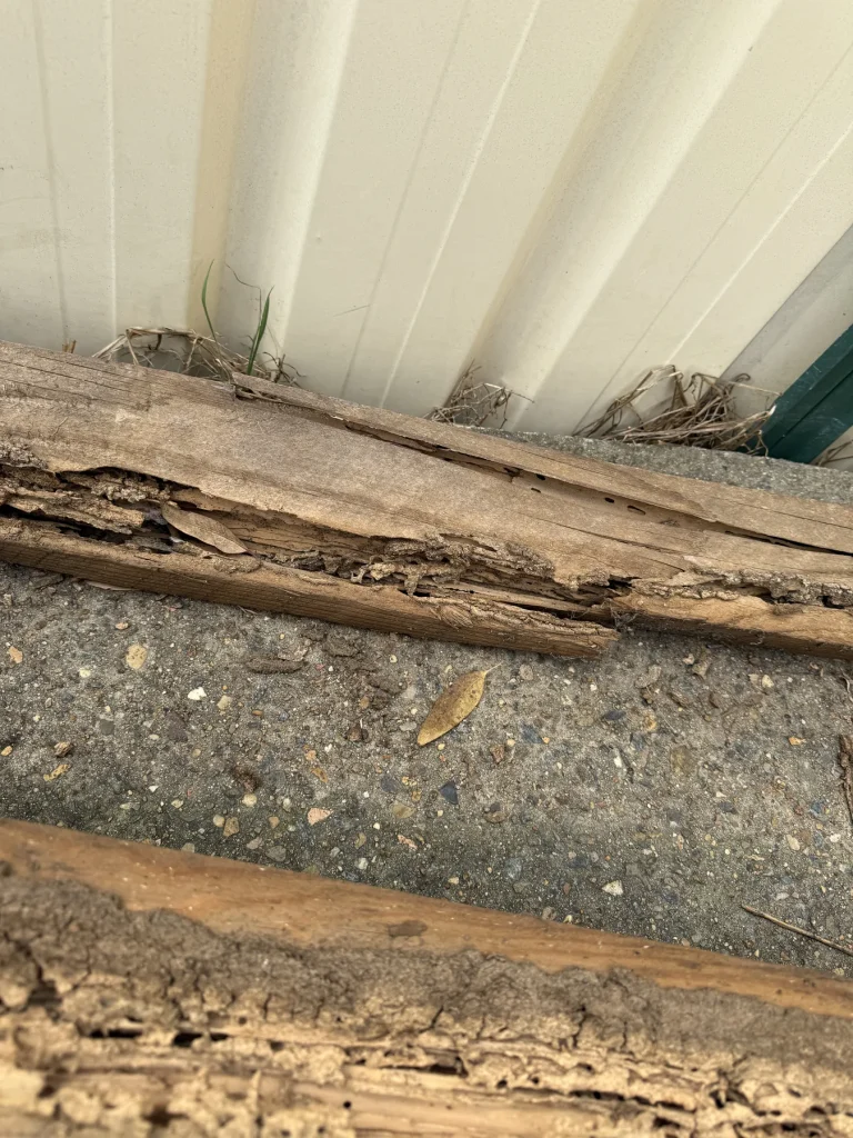 Additional view of extensive termite damage through timber