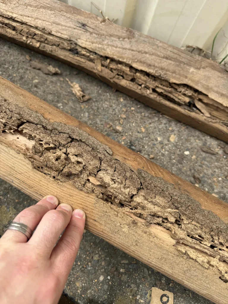 Termite-damaged timber being examined during an inspection