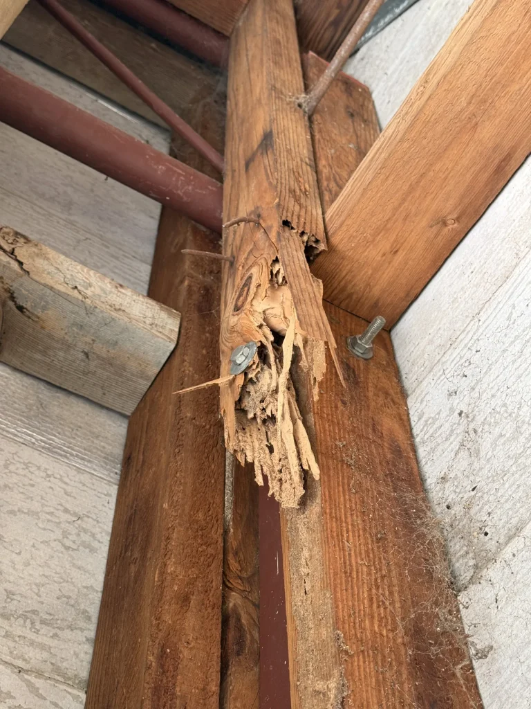 Severe termite damage at a structural timber frame junction