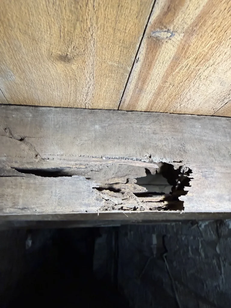 Severe termite damage visible in structural timber