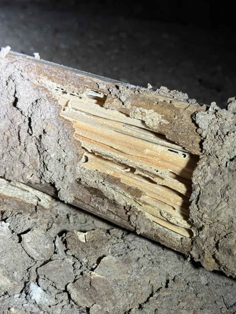 Severe termite damage visible within subfloor timber