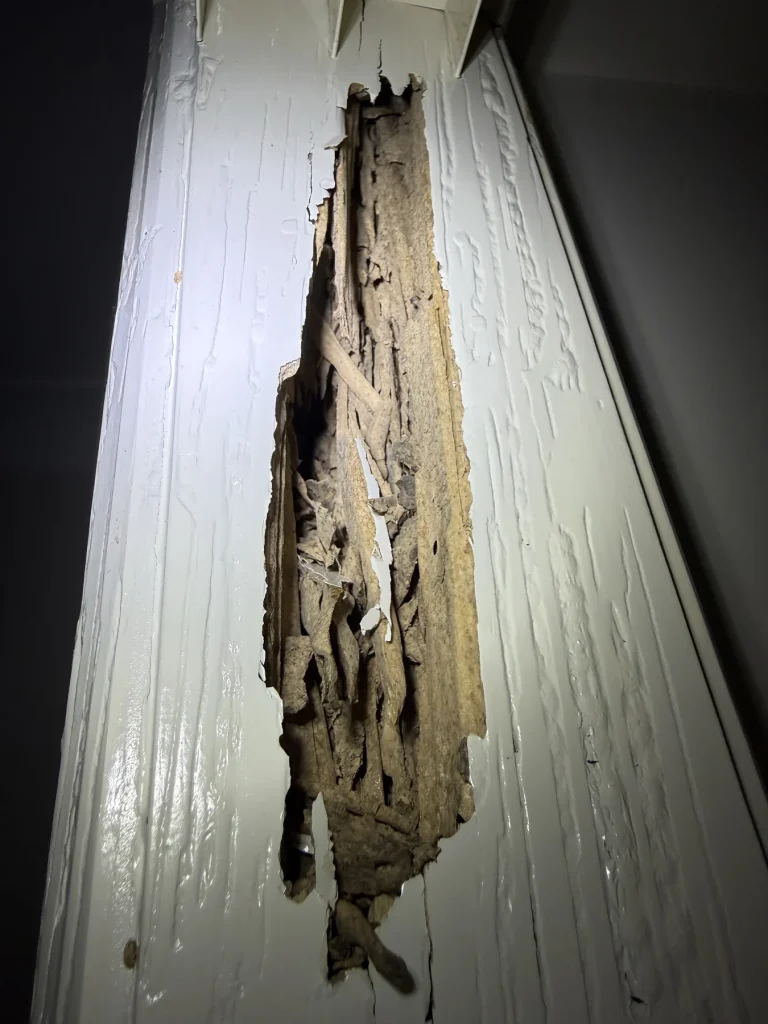 Additional close-up of termite damage in a wall frame