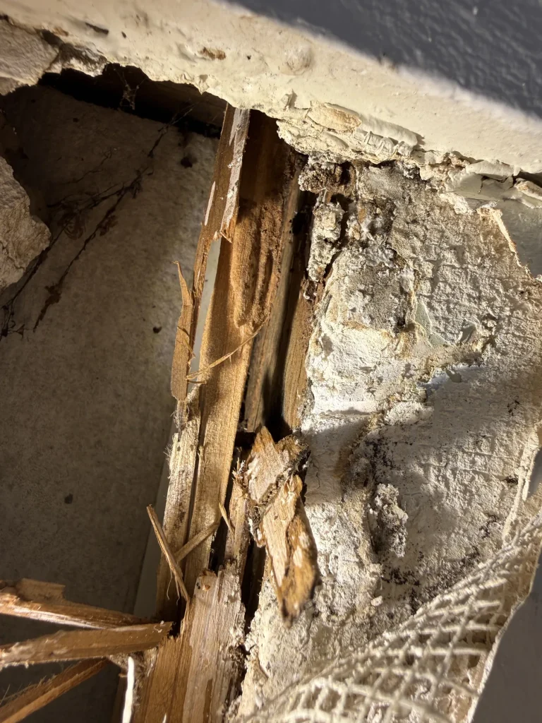 Termite damage visible inside a wall void