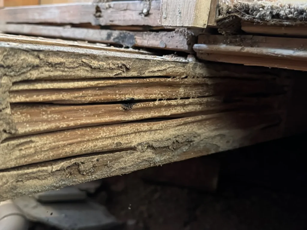 Close-up of termite-damaged timber found during a pest inspection