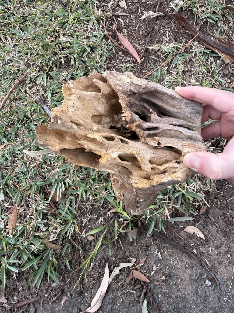 Termite-damaged timber being examined during a pest inspection