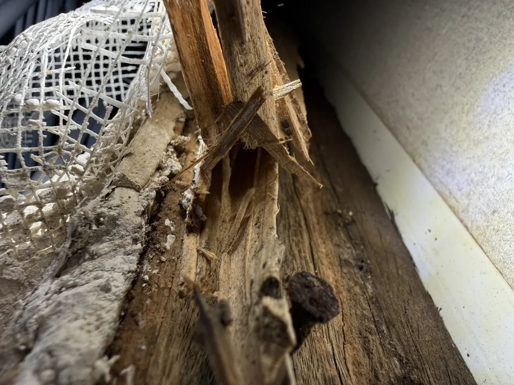 Damaged timber exposed inside a wall cavity during inspection