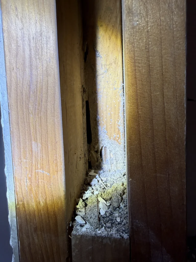 Termite mud material found inside a timber wall frame