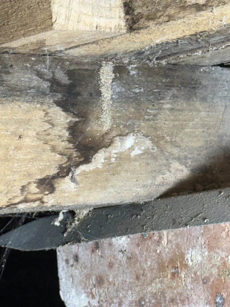 Termite mud lead visible on timber within a residential subfloor