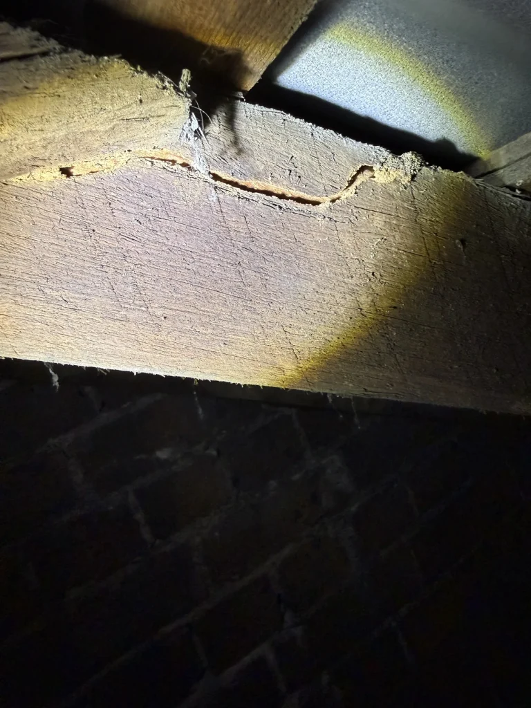 Additional termite mud lead visible on structural timber
